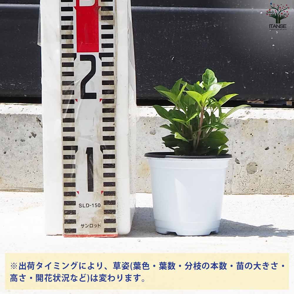 バジル コルダシル 2個～【ハーブの苗 10.5cm鉢】