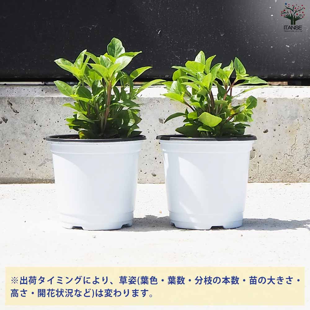 バジル コルダシル 2個～【ハーブの苗 10.5cm鉢】