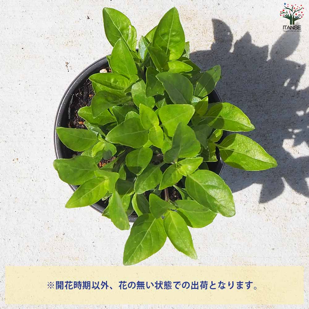 バジル コルダシル 2個～【ハーブの苗 10.5cm鉢】