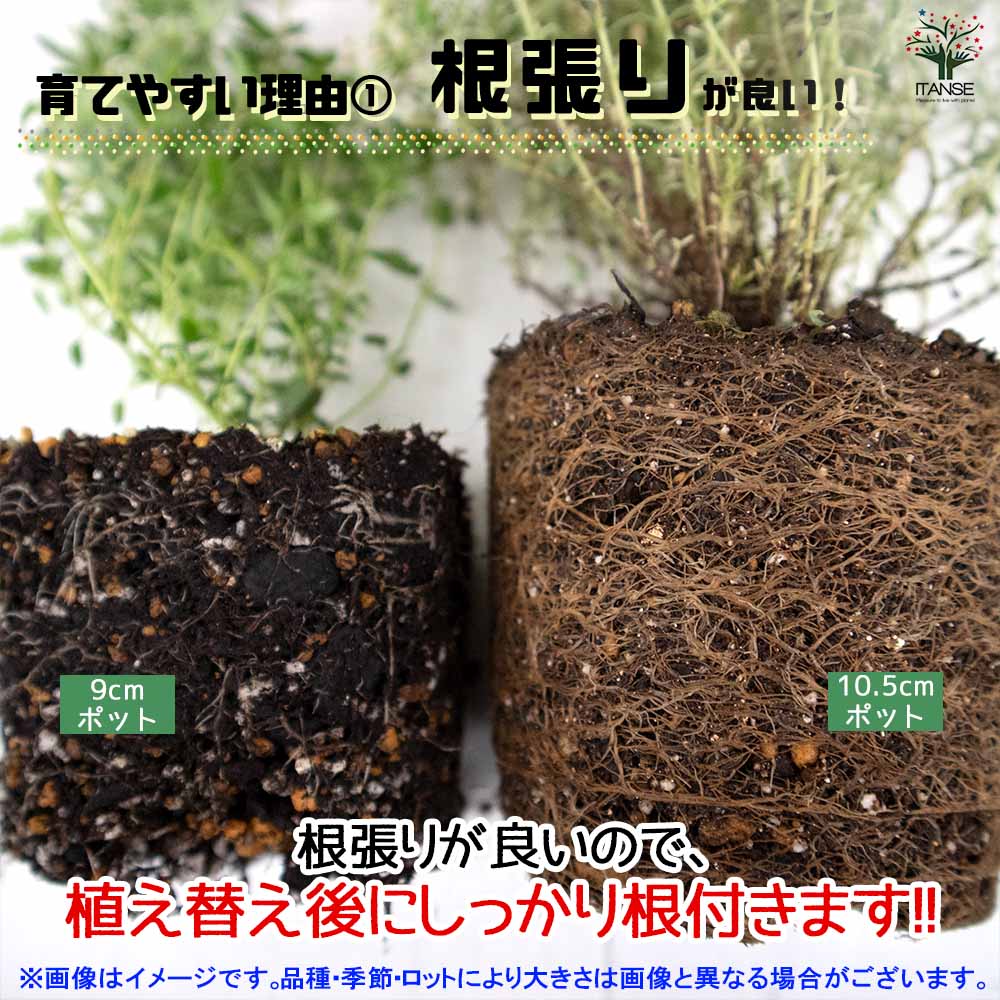 バジル コルダシル 2個～【ハーブの苗 10.5cm鉢】