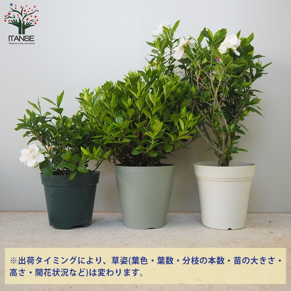 八重クチナシ (ガーデニア) 【庭木 5号鉢／1個売り】｜ 【植物の