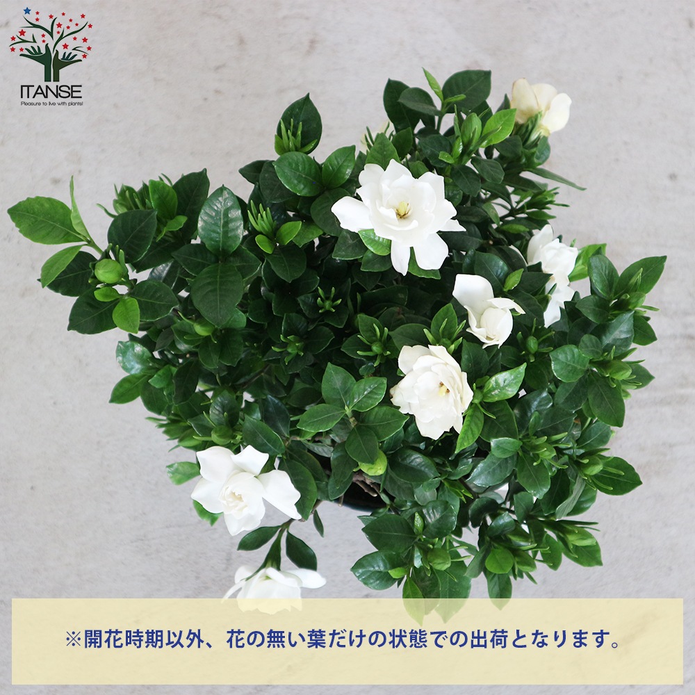 八重クチナシ (ガーデニア) 【庭木 5号鉢／1個売り】｜ 【植物の