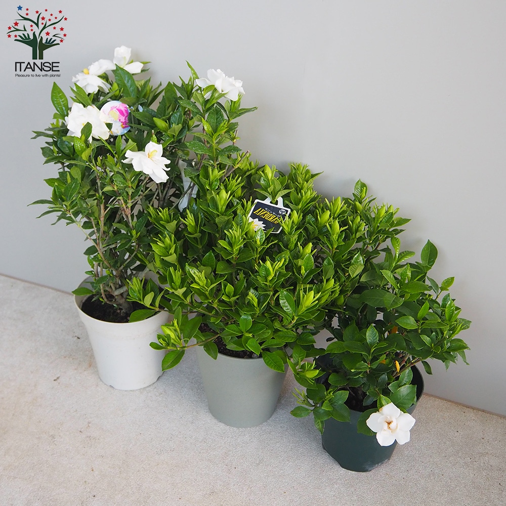 八重クチナシ (ガーデニア) 【庭木 5号鉢／1個売り】｜ 【植物の