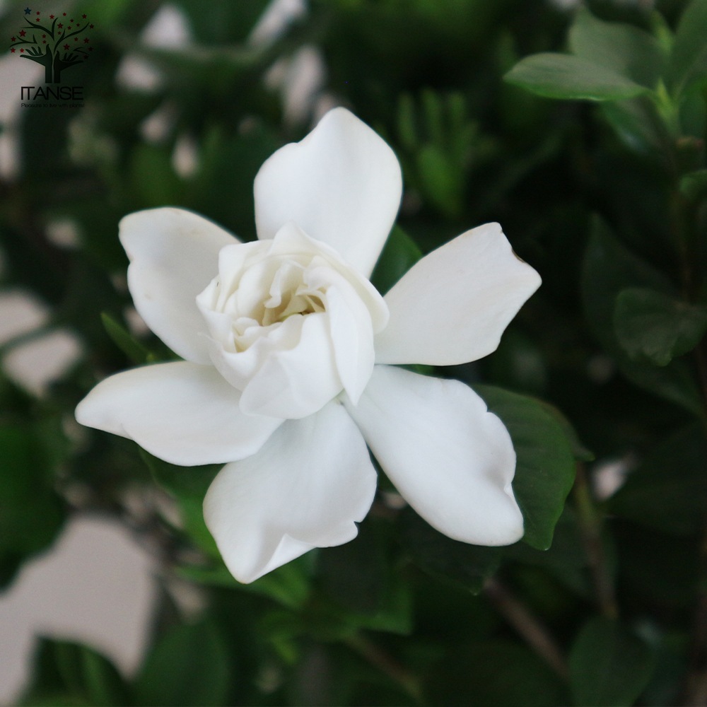 八重クチナシ (ガーデニア) 【庭木 5号鉢／1個売り】｜ 【植物の