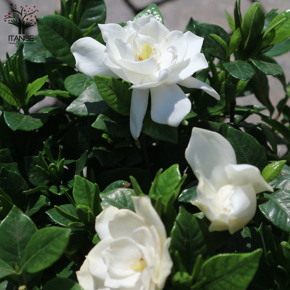 八重クチナシ (ガーデニア) 【庭木 5号鉢／1個売り】｜ 【植物の