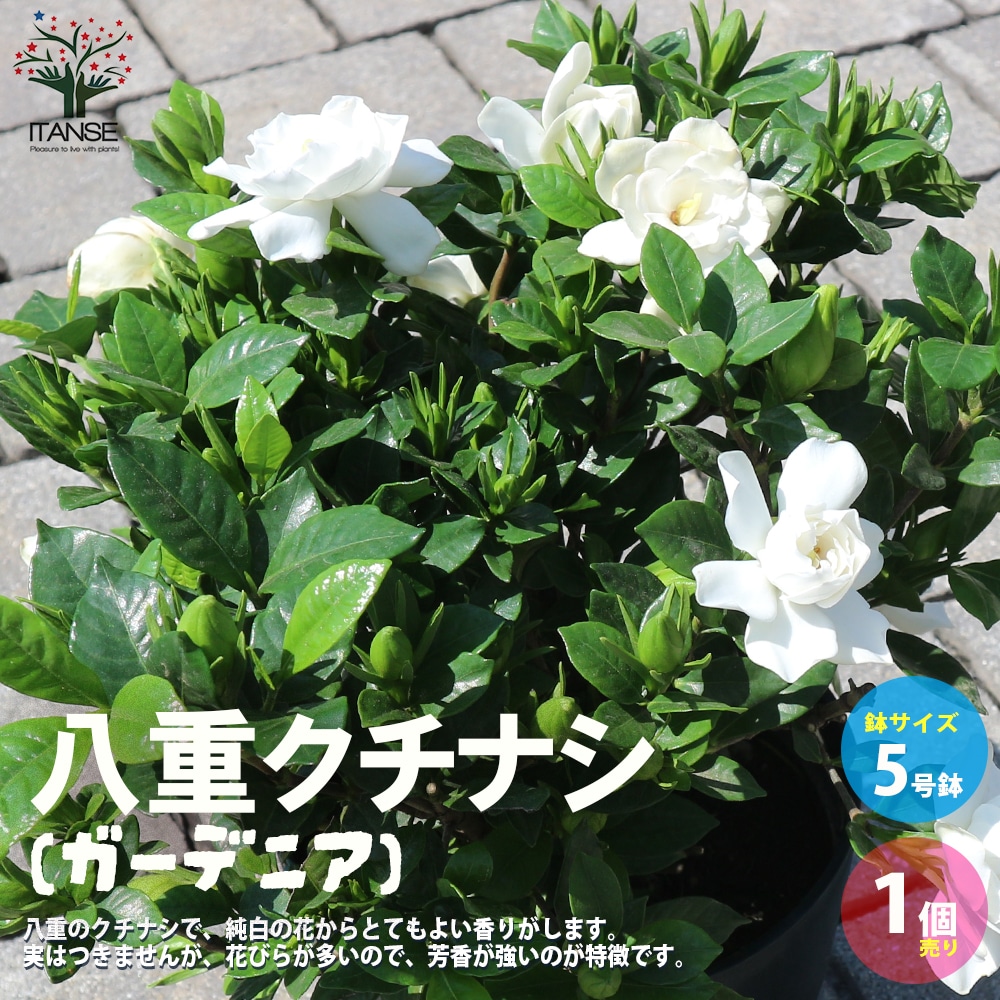 八重クチナシ (ガーデニア) 【庭木 5号鉢／1個売り】｜ 【植物の