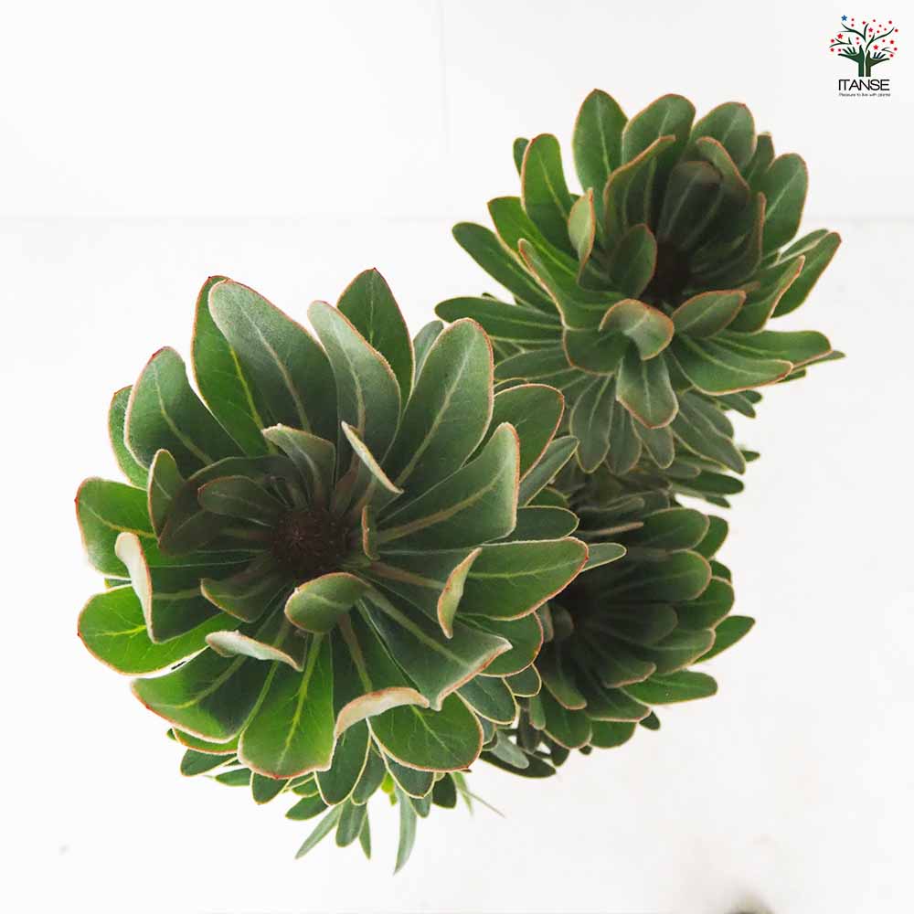 プロテア スペシャルピンクアイス 【花木苗 8号鉢／1個売り】｜ 【植物