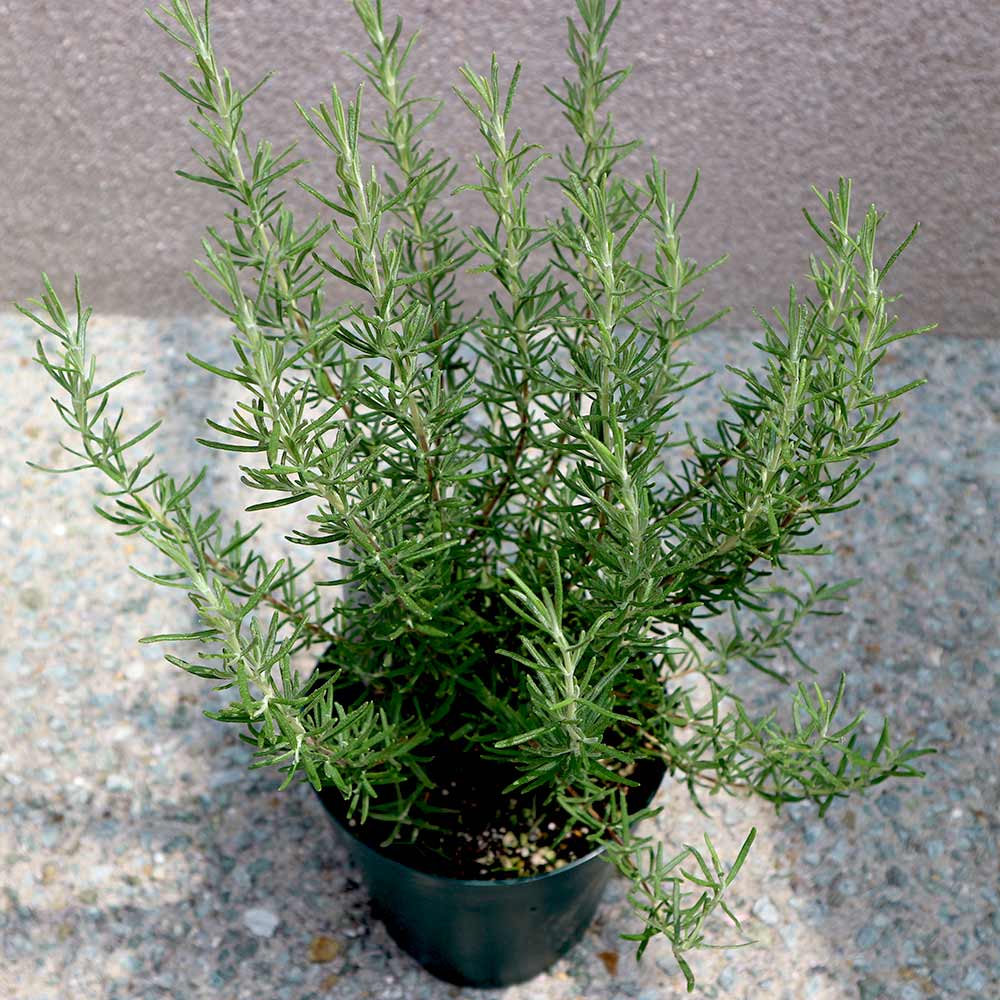 ローズマリー マジョルカピンク【ハーブ苗 5号鉢／1個】｜ 【植物の