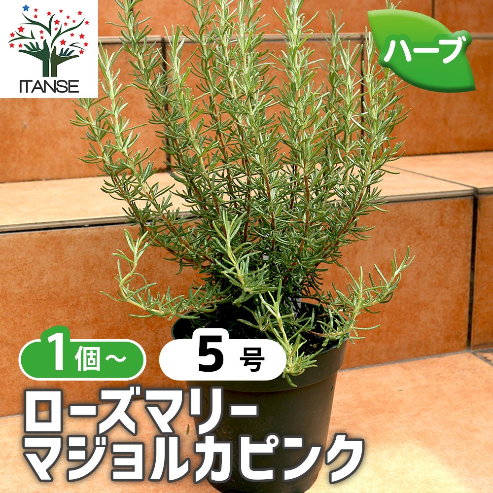 ローズマリー マジョルカピンク【ハーブ苗5号／1個】｜ 【植物の