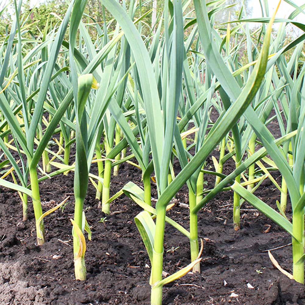 ホワイト六片にんにく 種球根【野菜球根 裸球2球セット】