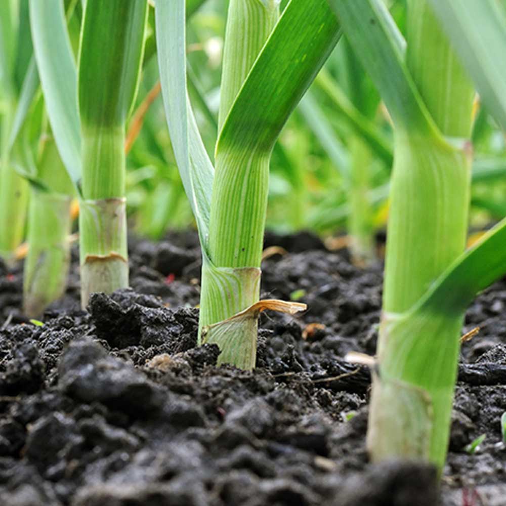 ホワイト六片にんにく 種球根【野菜球根 裸球2球セット】