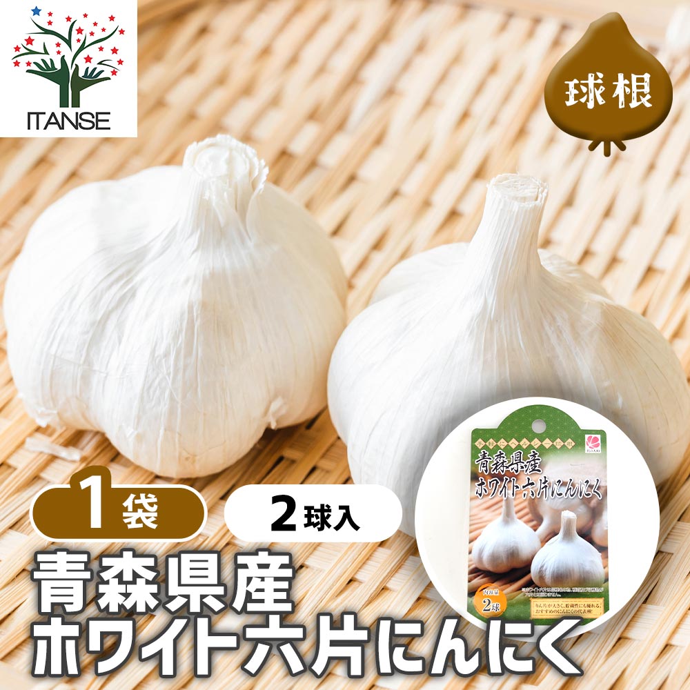 ホワイト六片にんにく 種球根【野菜球根 裸球2球セット】