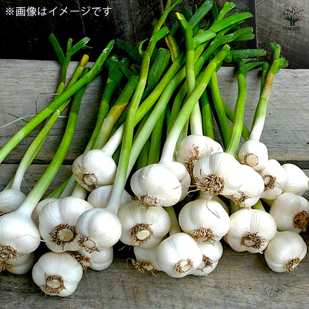 ホワイト六片にんにく 種球根【野菜球根 裸球2球セット】