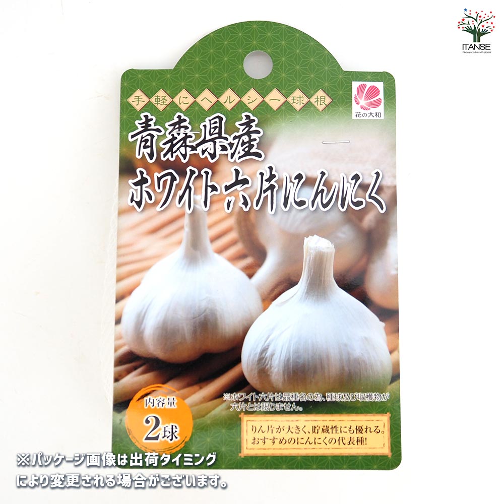 ホワイト六片にんにく 種球根【野菜球根 裸球2球セット】