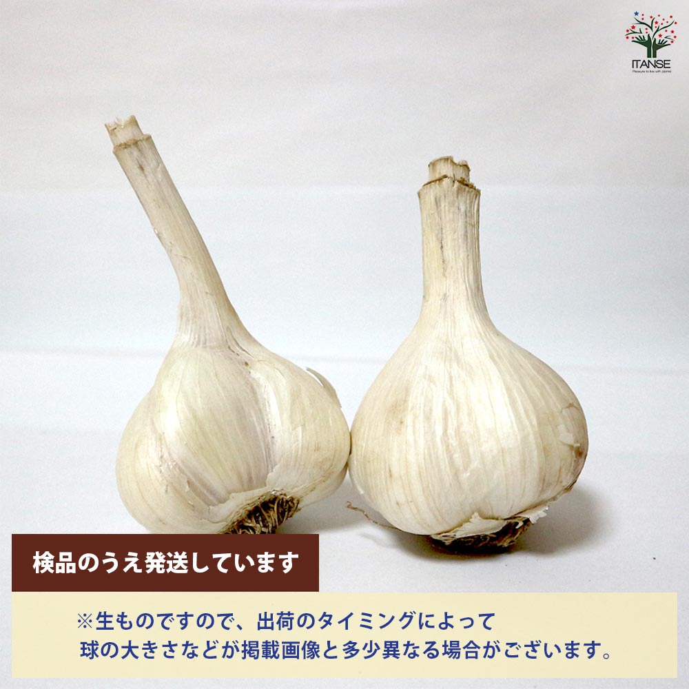 ホワイト六片にんにく 種球根【野菜球根 裸球2球セット】