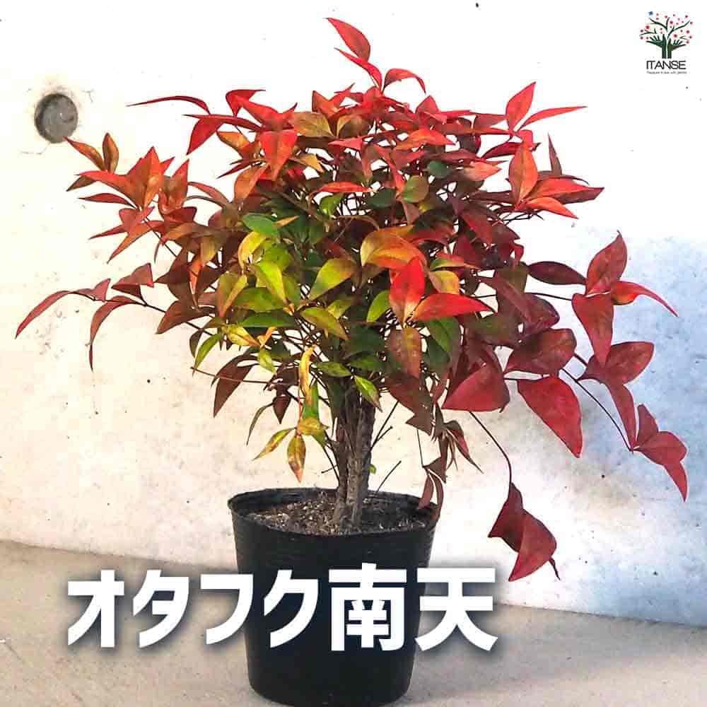 オタフク 南天 【花木苗 3.5号ポット】