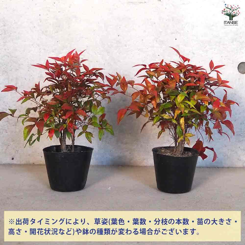 オタフク 南天 【花木苗 3.5号ポット】