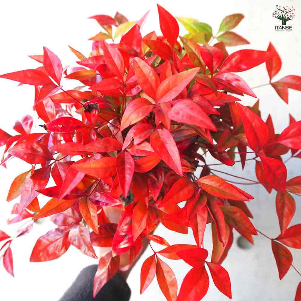 オタフク 南天 【花木苗 3.5号ポット】