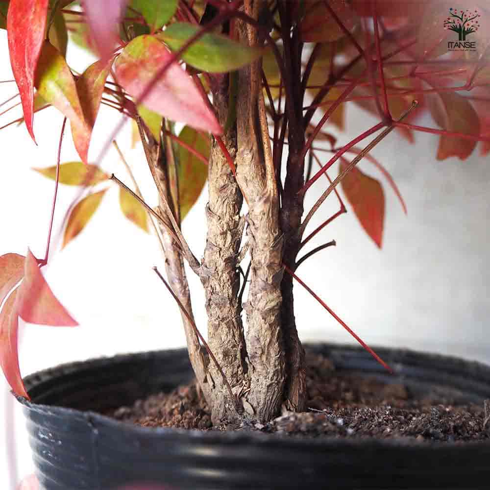 オタフク 南天 【花木苗 3.5号ポット】