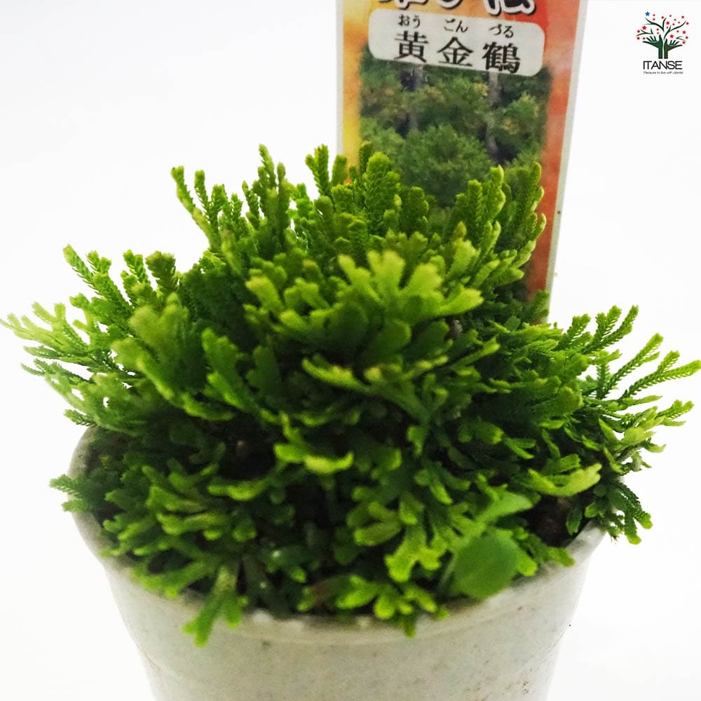 観葉植物 イワヒバ 黄金鶴 【観葉植物 2.5号／1個売り】｜ 【植物の