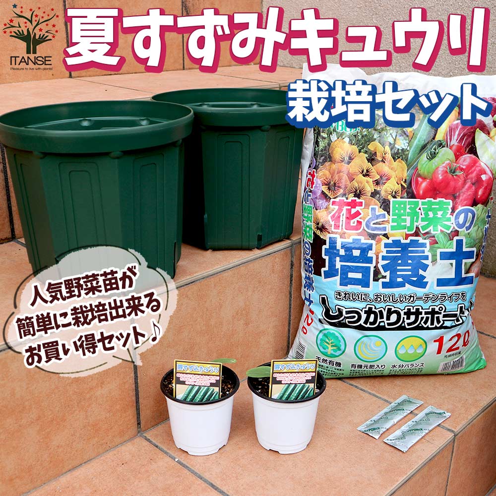 栽培セット 夏すずみ キュウリ【野菜の苗 9～10.5cm／お買い得2個セット】