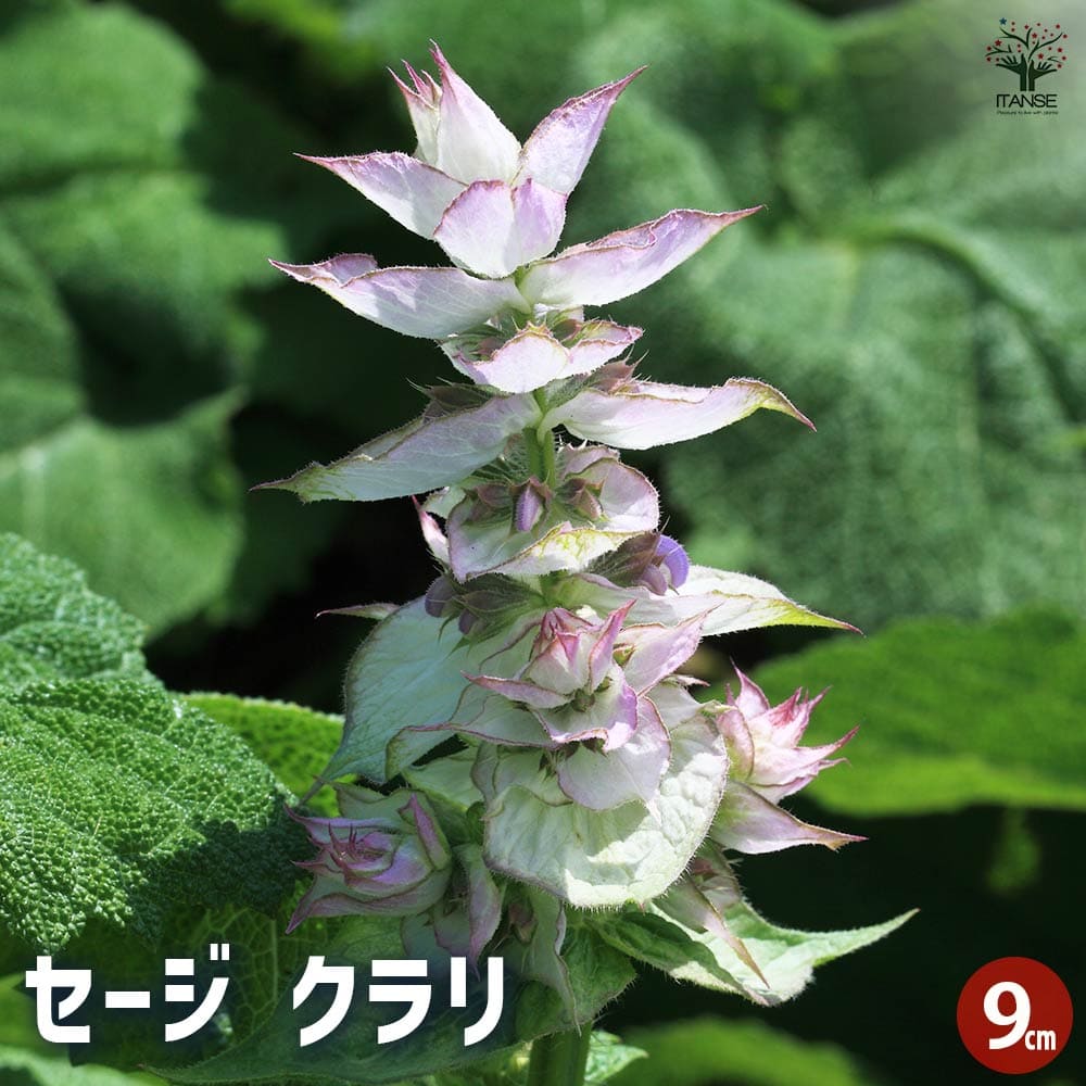 セージ クラリ 【ハーブの苗 9cmポット】