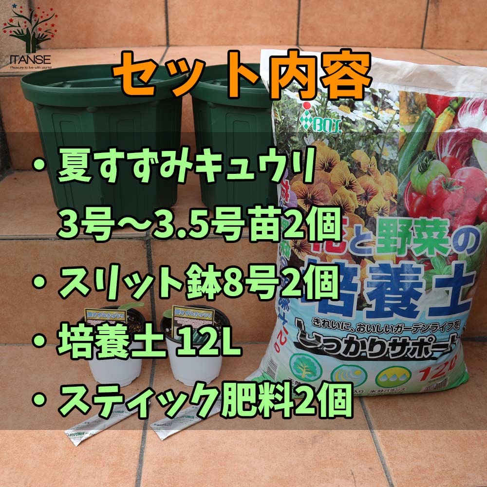 栽培セット 夏すずみ キュウリ【野菜の苗 9～10.5cm／お買い得2個セット】