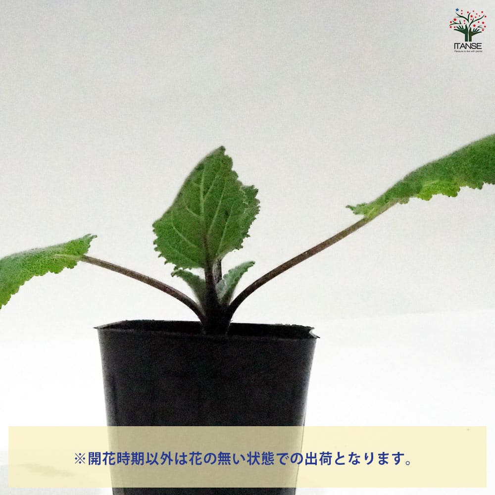 セージ クラリ 【ハーブの苗 9cmポット】