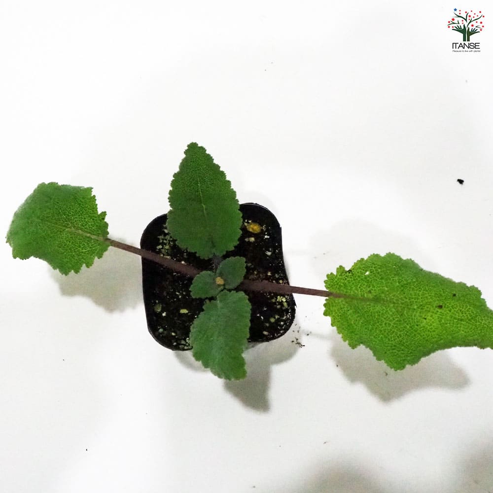 セージ クラリ 【ハーブの苗 9cmポット】