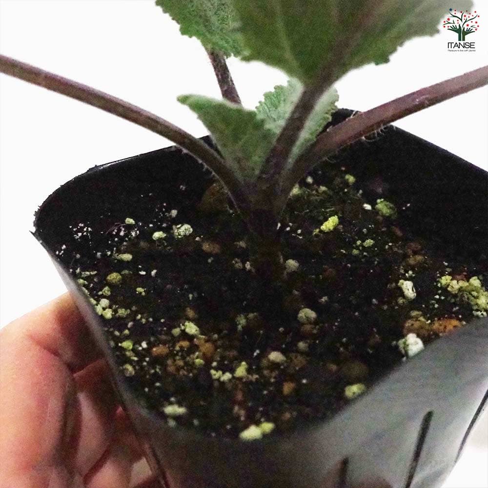 セージ クラリ 【ハーブの苗 9cmポット】