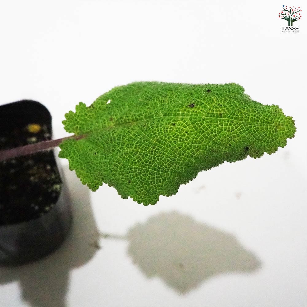 セージ クラリ 【ハーブの苗 9cmポット】