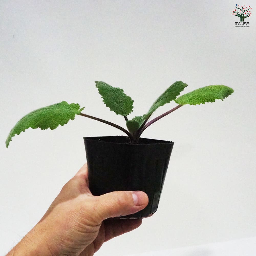 セージ クラリ 【ハーブの苗 9cmポット】