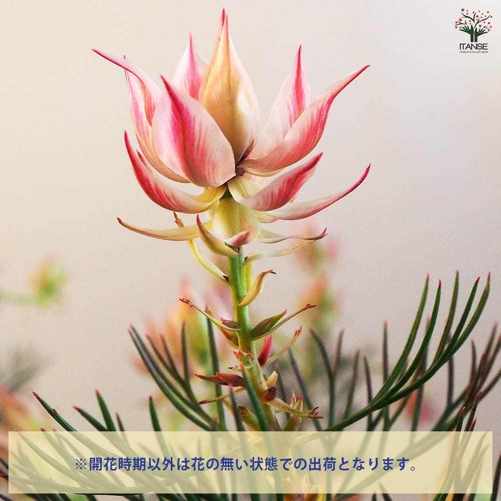 セルリア プリティピンク 【花木苗 6号鉢／1個売り】｜ 【植物の