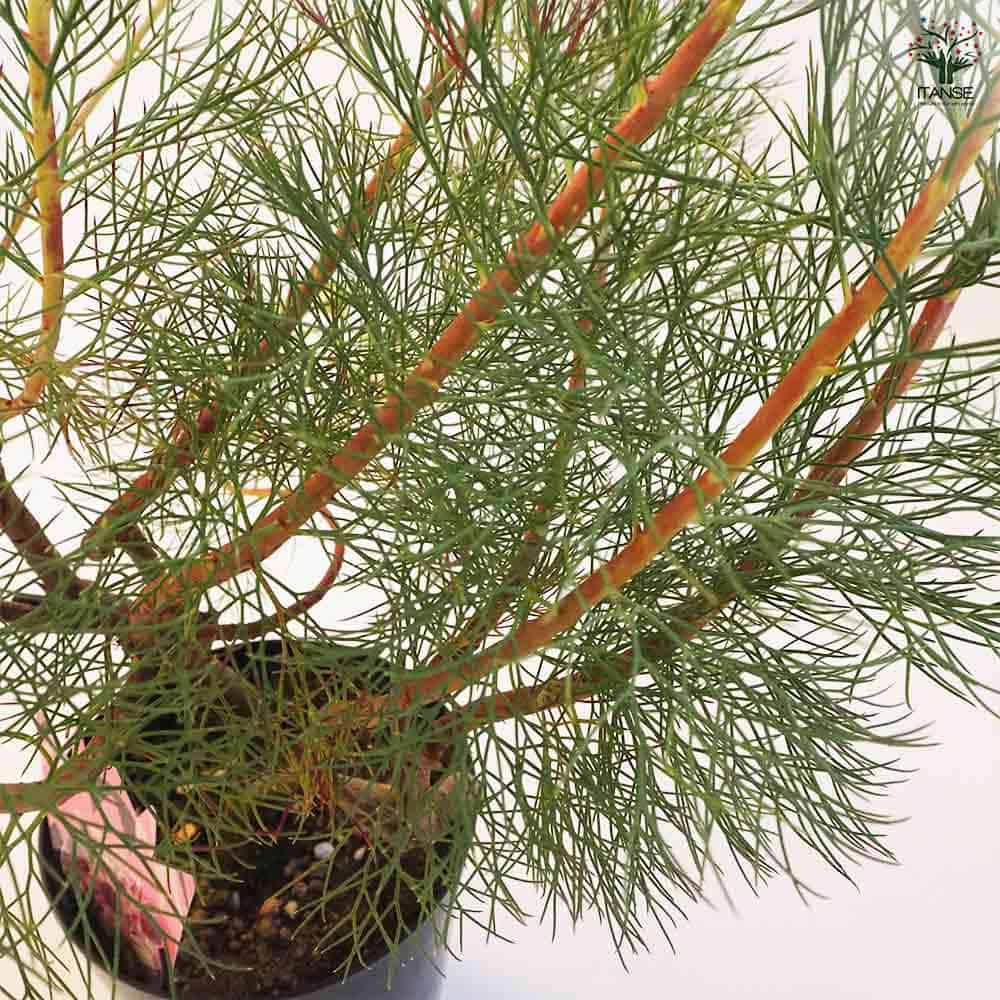 セルリア プリティピンク 【花木苗 6号鉢／1個売り】｜ 【植物の