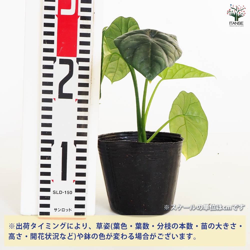 観葉植物 アロカシア シヌアータ 【観葉植物 4号】