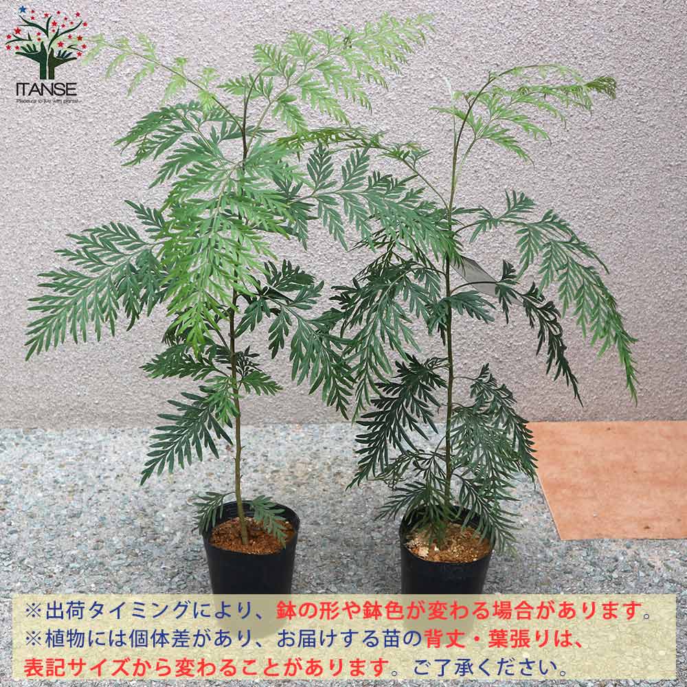 グレビレア ロブスタ 【庭木 3.5号鉢／1個売り】｜ 【植物の