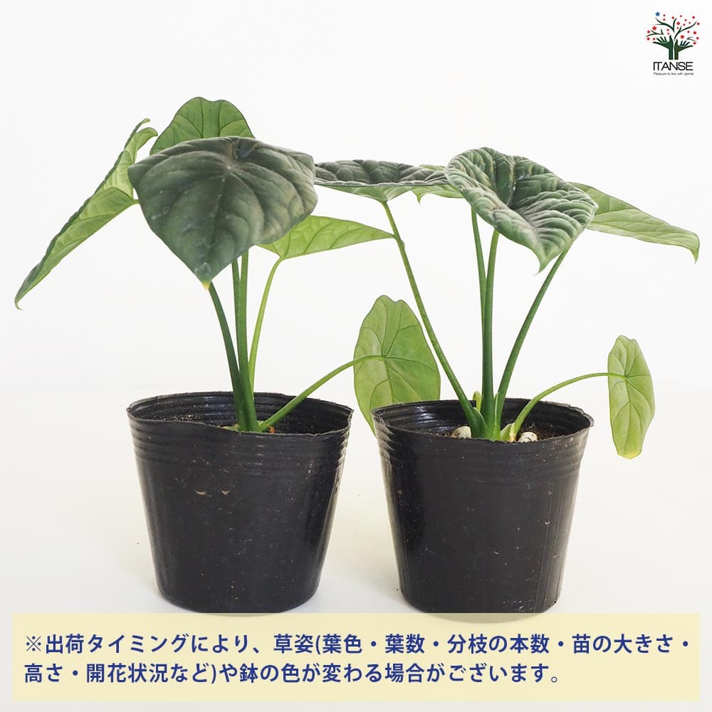 観葉植物 アロカシア シヌアータ 【観葉植物 4号】｜ 【植物の