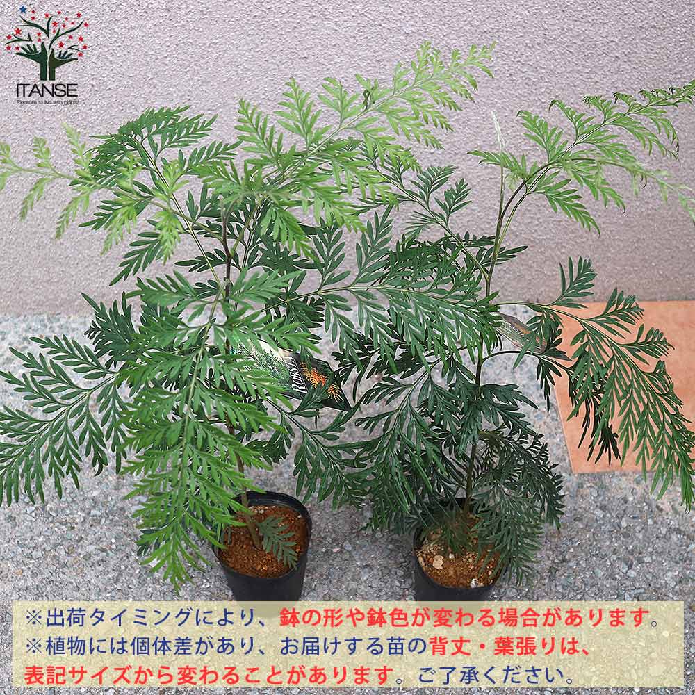 グレビレア ロブスタ 【庭木 3.5号鉢／1個売り】｜ 【植物の 