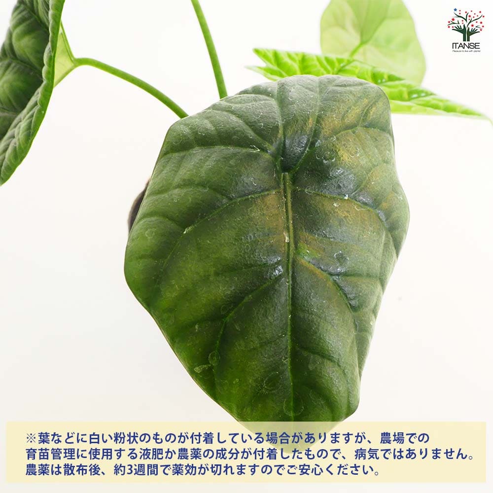 観葉植物 アロカシア シヌアータ 【観葉植物 4号】｜ 【植物の