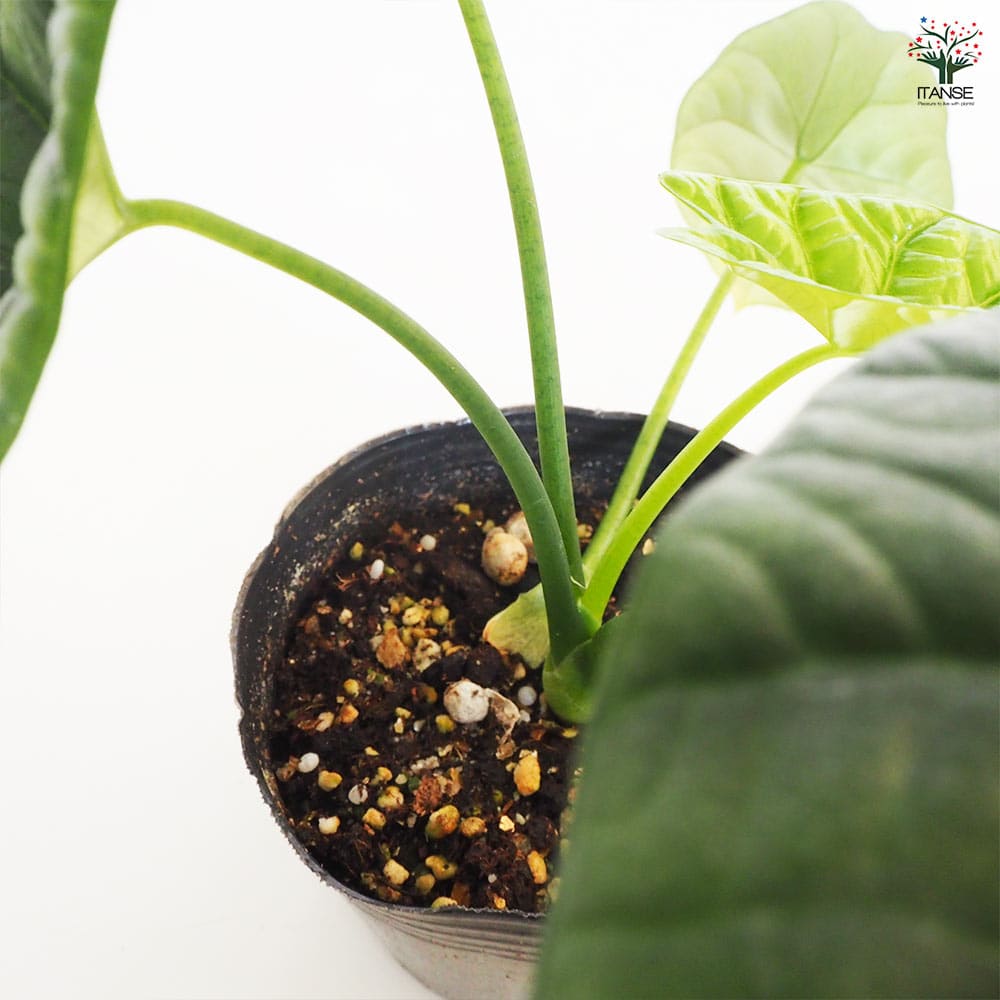 観葉植物 アロカシア シヌアータ 【観葉植物 4号】