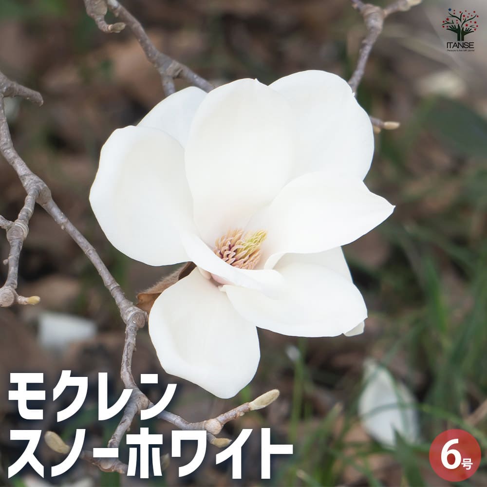 モクレン スノーホワイト 【花木苗 6号／1個売り】｜ 【植物の