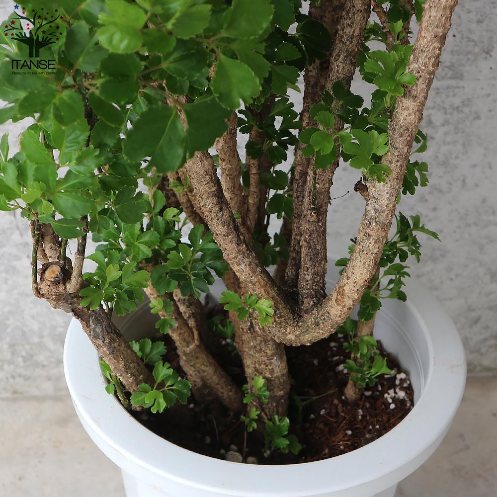 ポリシャス バタフライ リビングやオフィス向きサイズ【観葉植物 8号鉢