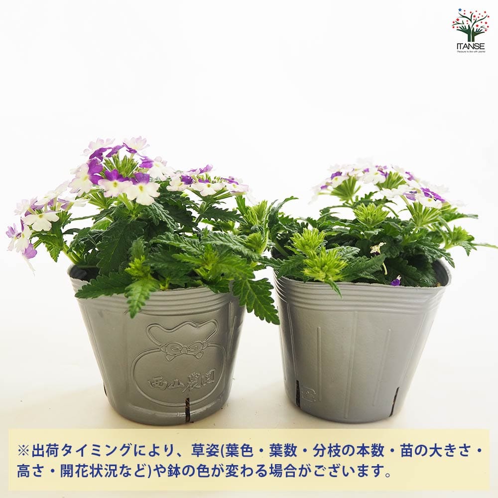 宿根バーベナ パティシエ ブルー&ホワイト 【花苗 3.5号】｜ 【植物の