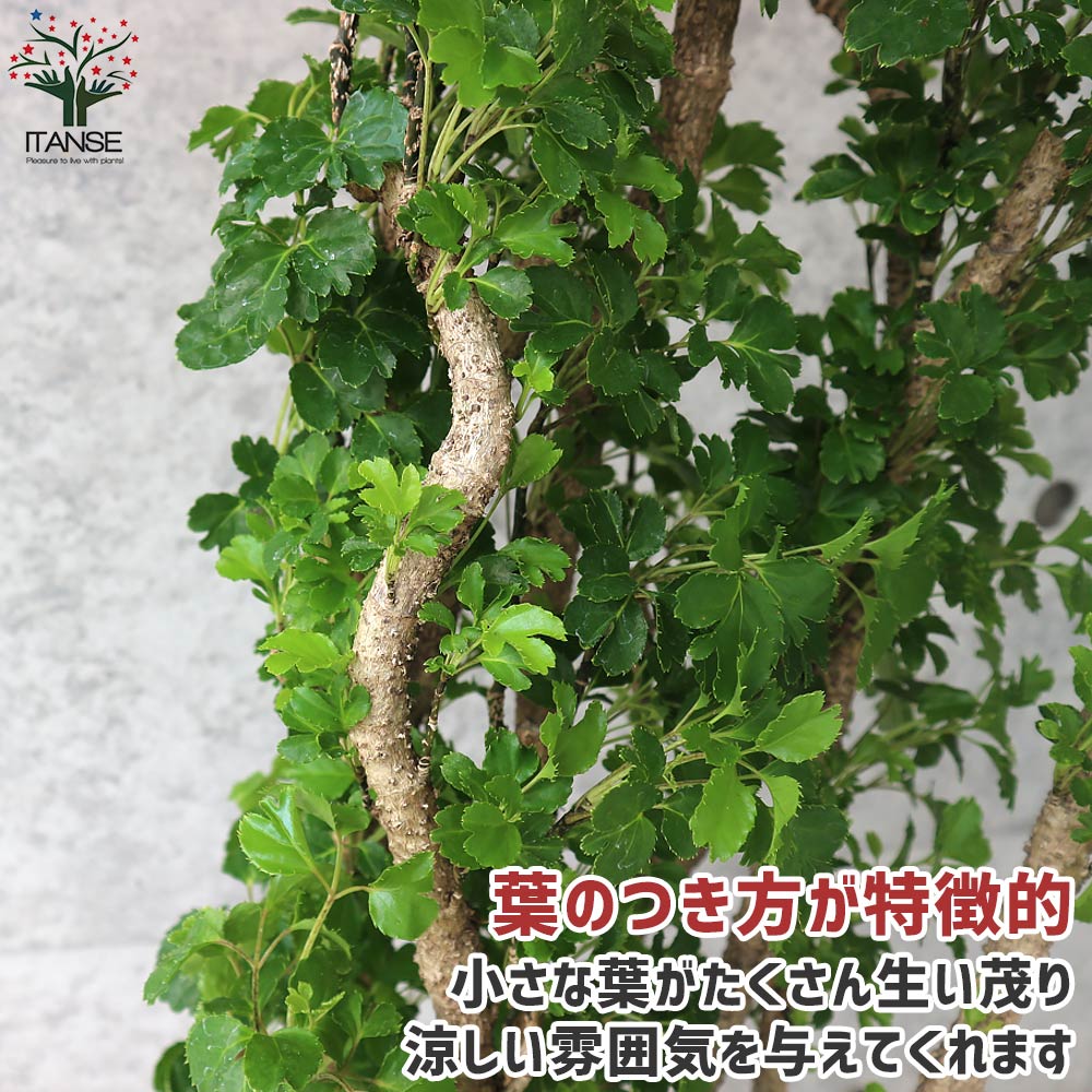 ポリシャス バタフライ リビングやオフィス向きサイズ【観葉植物 8号鉢