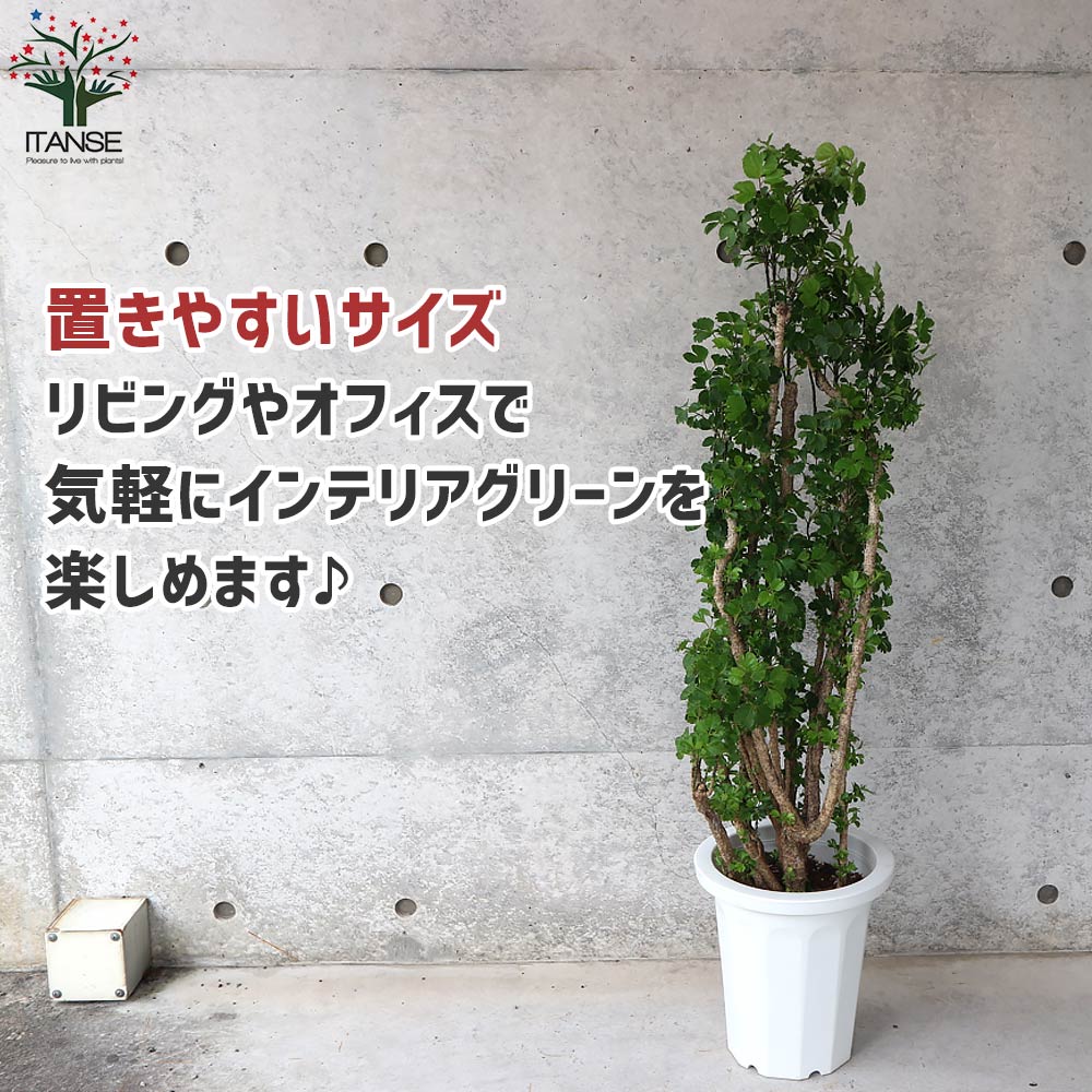 ポリシャス バタフライ リビングやオフィス向きサイズ【観葉植物 8号鉢