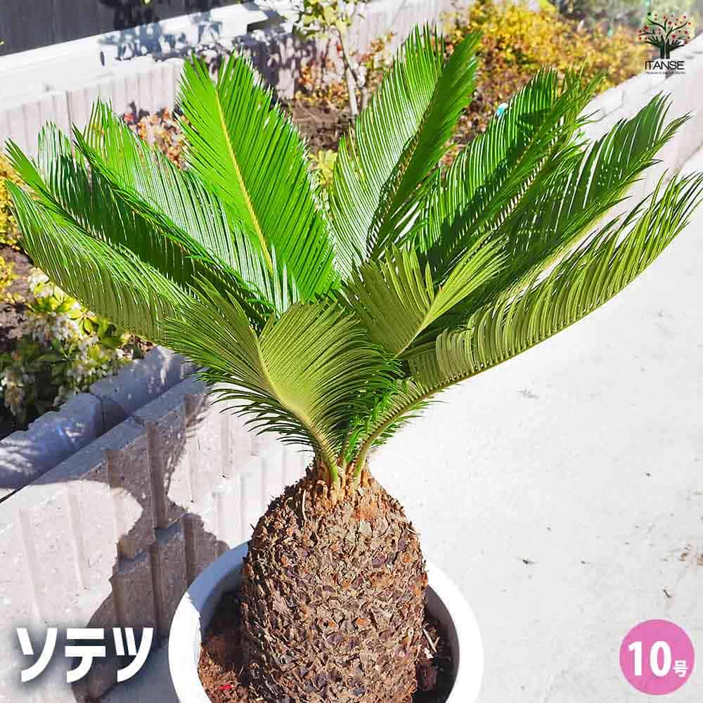 現品】キンカンソテツ／金冠蘇鉄 10号 M4番