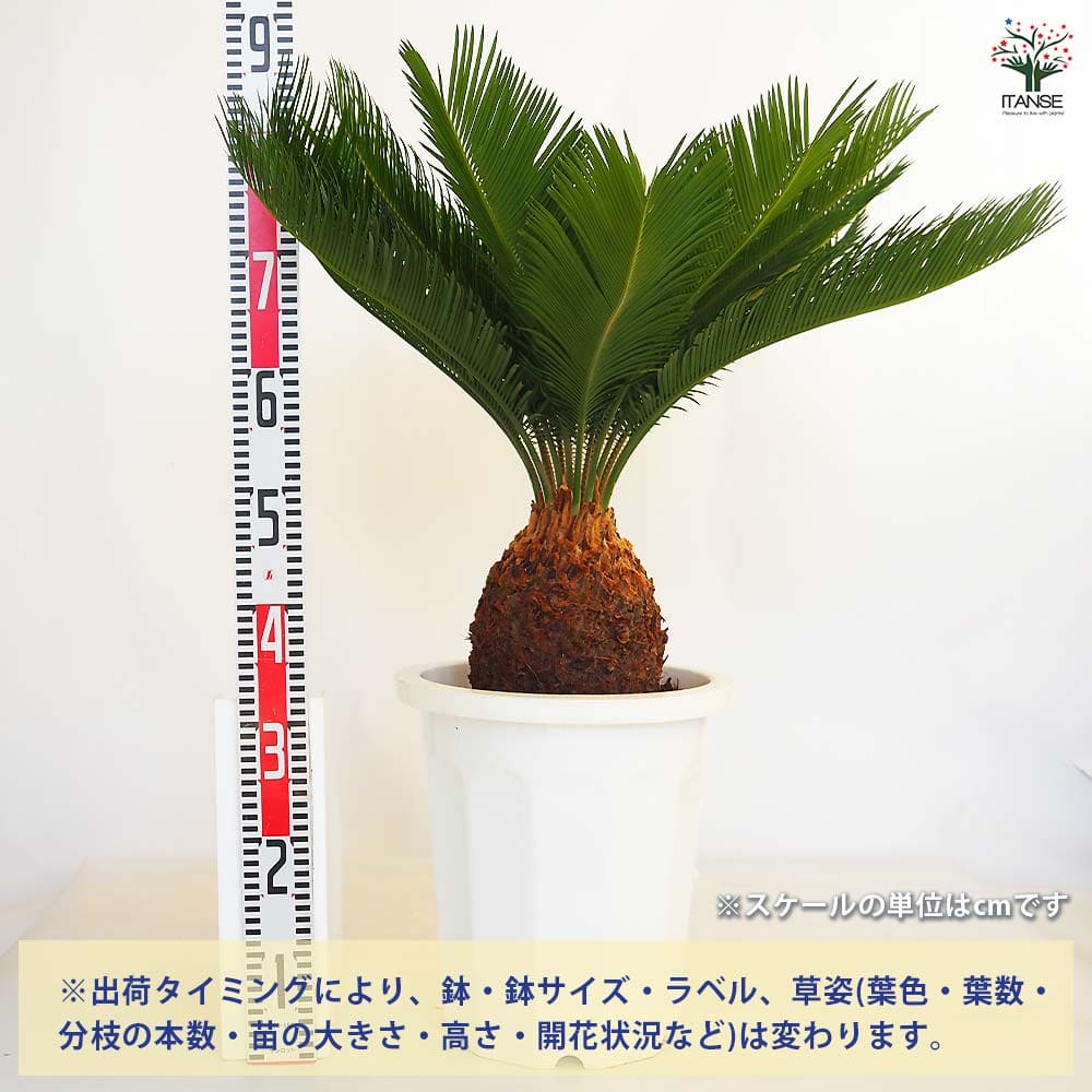 ソテツ 【観葉植物 10号／1個売り】