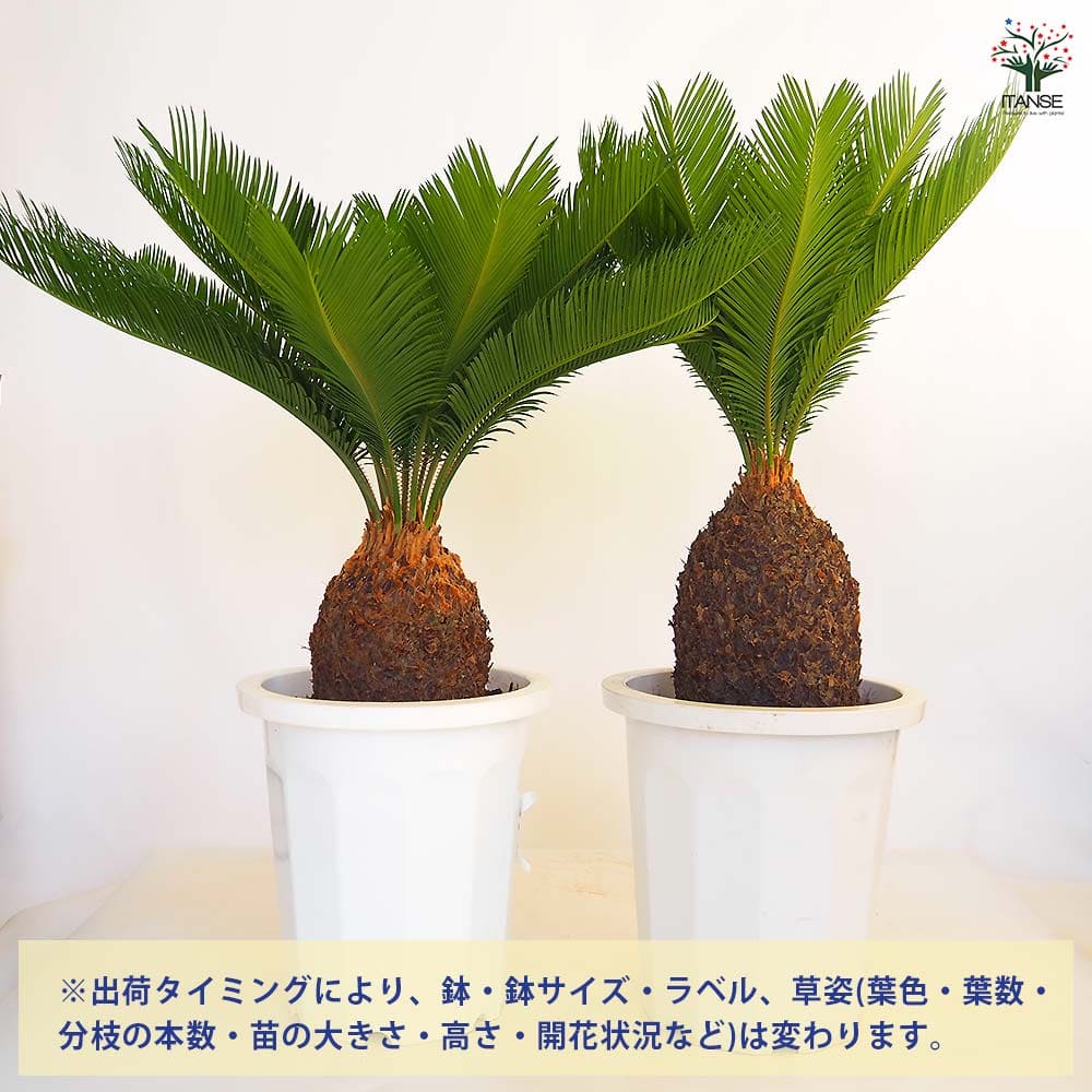 ソテツ 観葉植物 白鉢 約100cm 10号 現品 新芽が出てきました