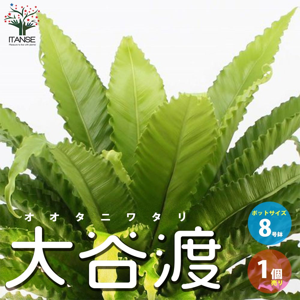 オオタニワタリ(大谷渡) 【観葉植物 8号鉢 リビングやオフィスに置き
