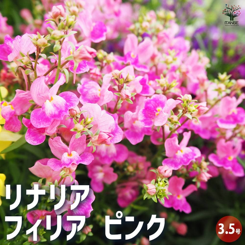 リナリア フィリア ピンク 【花苗 3.5号】｜ 【植物のITANSE